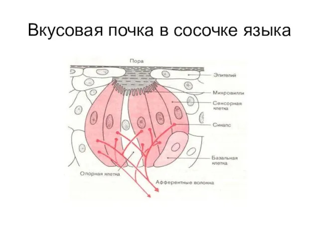 Вкусовая почка в сосочке языка