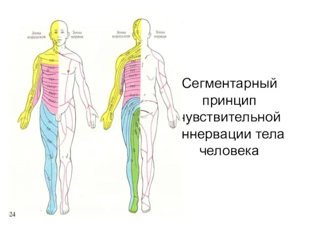 Сегментарный принцип чувствительной иннервации тела человека