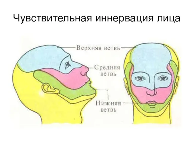 Чувствительная иннервация лица