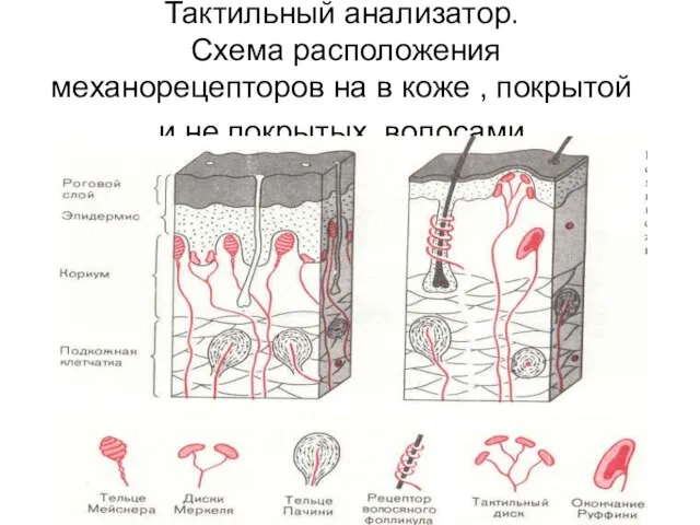 Тактильный анализатор. Схема расположения механорецепторов на в коже , покрытой и не покрытых волосами