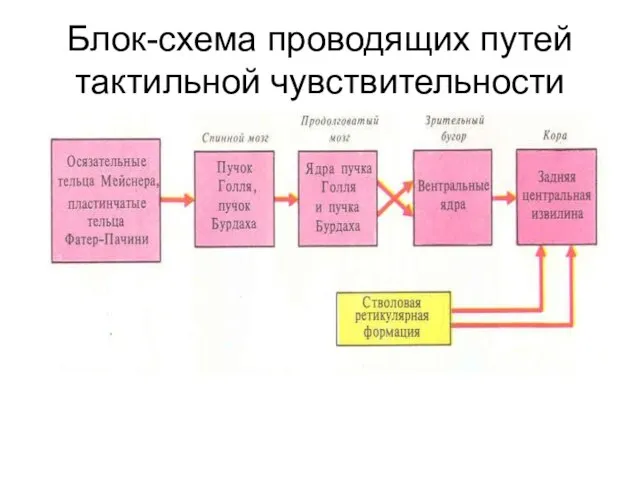 Блок-схема проводящих путей тактильной чувствительности