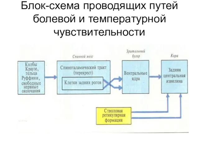 Блок-схема проводящих путей болевой и температурной чувствительности