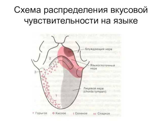 Схема распределения вкусовой чувствительности на языке