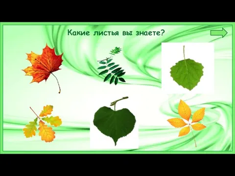 Какие листья вы знаете?