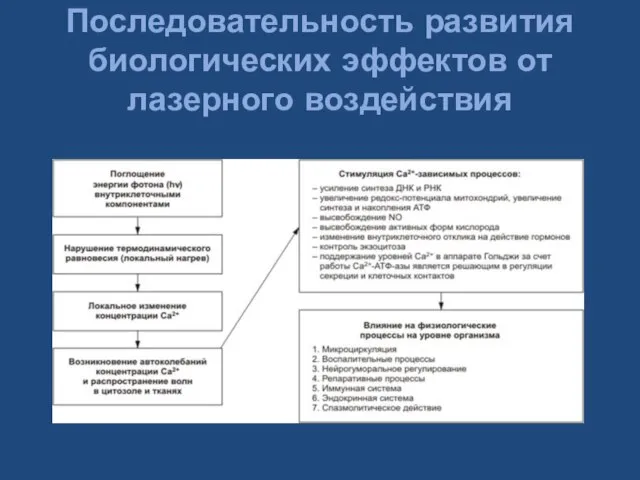 Последовательность развития биологических эффектов от лазерного воздействия