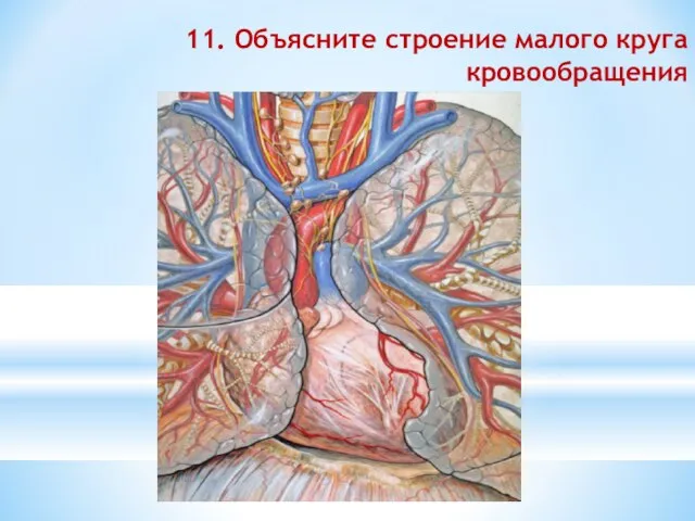 11. Объясните строение малого круга кровообращения