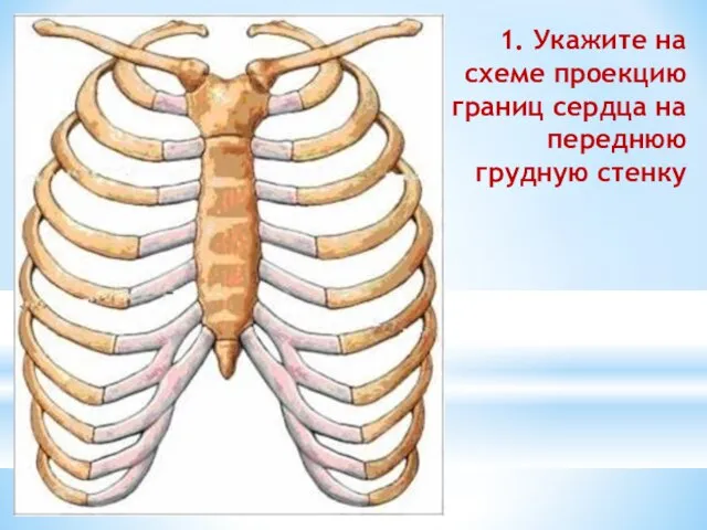 1. Укажите на схеме проекцию границ сердца на переднюю грудную стенку