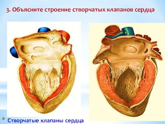 Створчатые клапаны сердца 3. Объясните строение створчатых клапанов сердца