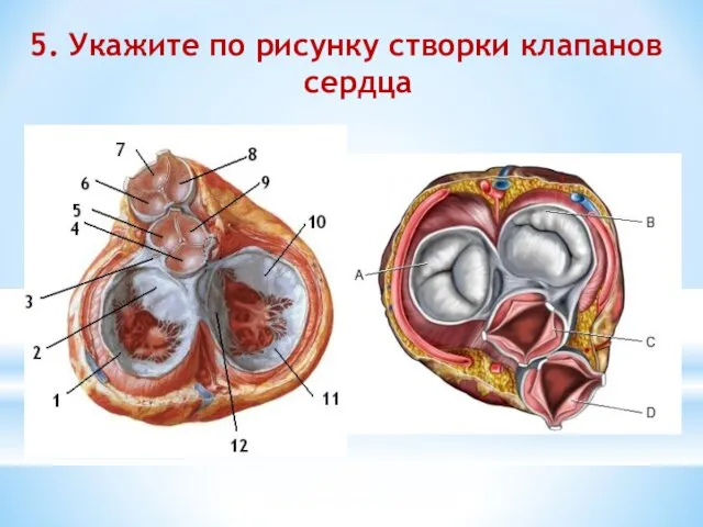 5. Укажите по рисунку створки клапанов сердца