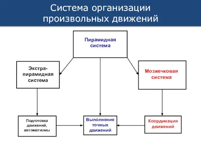 Система организации произвольных движений Пирамидная система Выполнение точных движений Экстра- пирамидная система