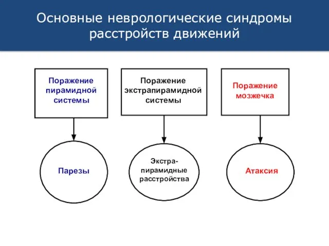 Основные неврологические синдромы расстройств движений Поражение пирамидной системы Поражение экстрапирамидной системы Поражение