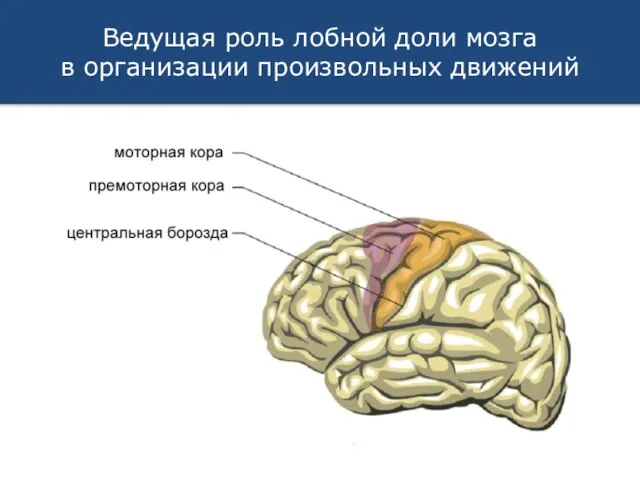 Ведущая роль лобной доли мозга в организации произвольных движений