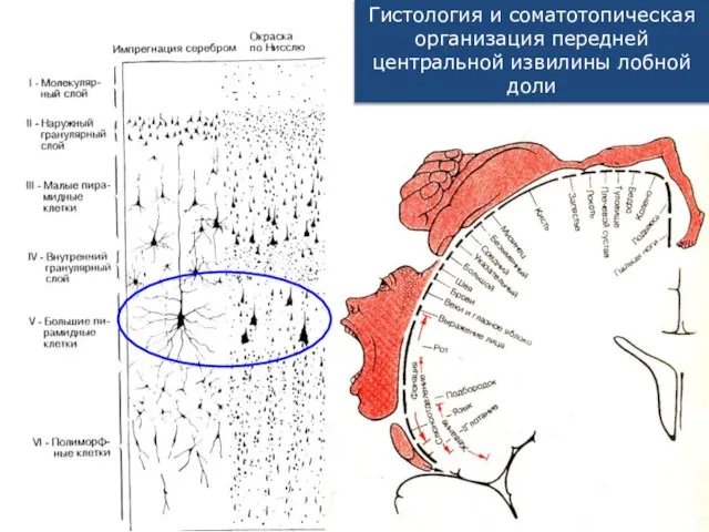 Гистология и соматотопическая организация передней центральной извилины лобной доли