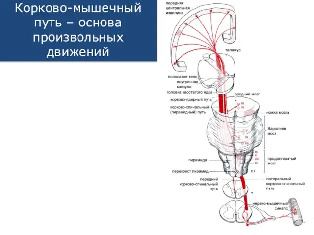 Корково-мышечный путь – основа произвольных движений