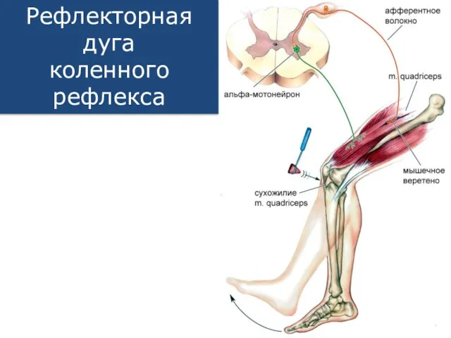 Рефлекторная дуга коленного рефлекса