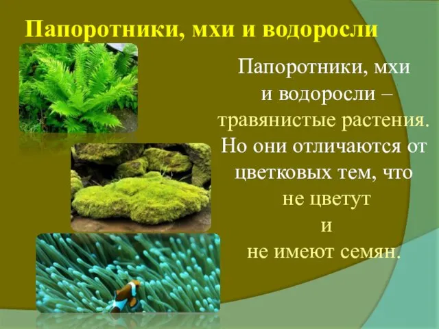 Папоротники, мхи и водоросли Папоротники, мхи и водоросли – травянистые растения. Но