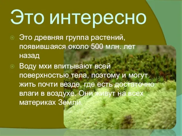 Это интересно Это древняя группа растений, появившаяся около 500 млн. лет назад