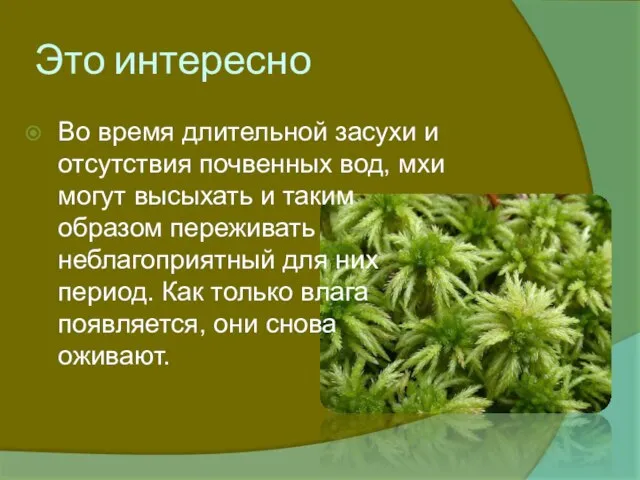 Это интересно Во время длительной засухи и отсутствия почвенных вод, мхи могут