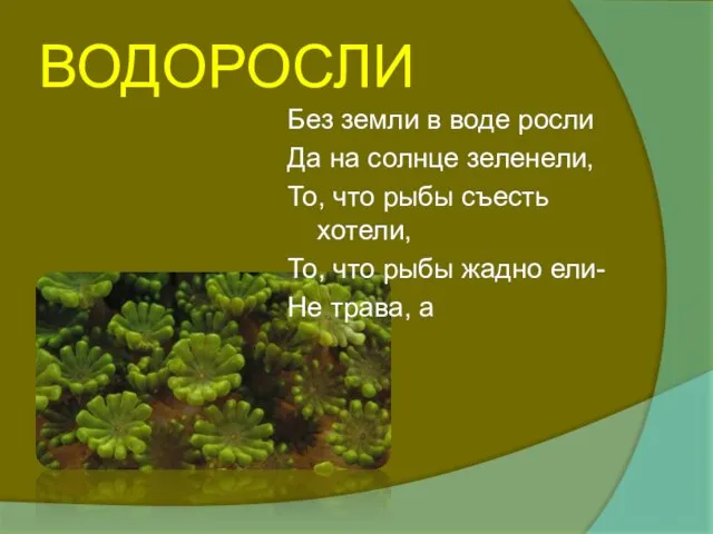 ВОДОРОСЛИ Без земли в воде росли Да на солнце зеленели, То, что