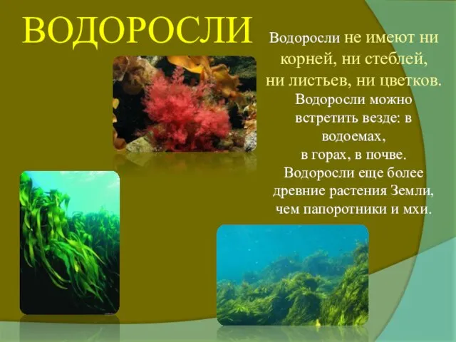 ВОДОРОСЛИ Водоросли не имеют ни корней, ни стеблей, ни листьев, ни цветков.