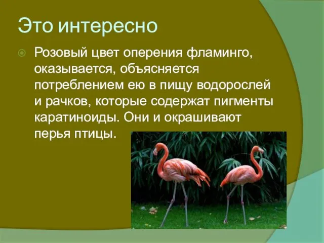 Это интересно Розовый цвет оперения фламинго, оказывается, объясняется потреблением ею в пищу