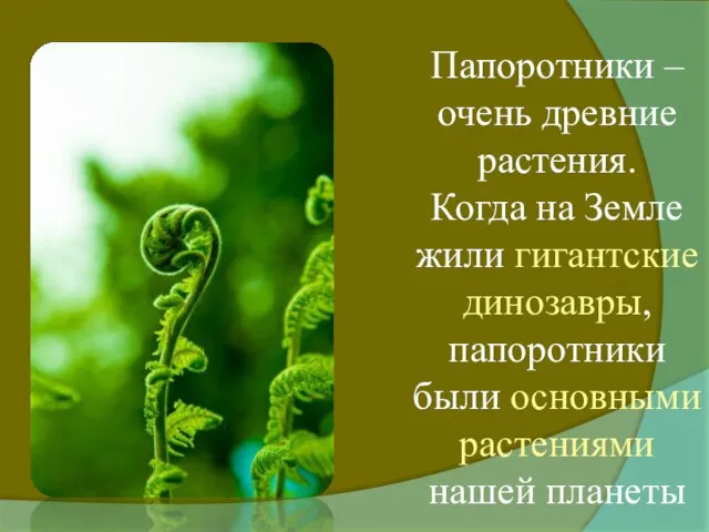 Папоротники – очень древние растения. Когда на Земле жили гигантские динозавры, папоротники