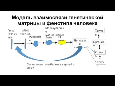 Модель взаимосвязи генетической матрицы и фенотипа человека Гены ДНК 25 тыс. иРНК