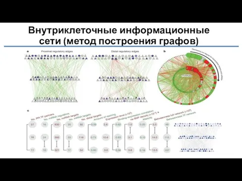 Внутриклеточные информационные сети (метод построения графов)