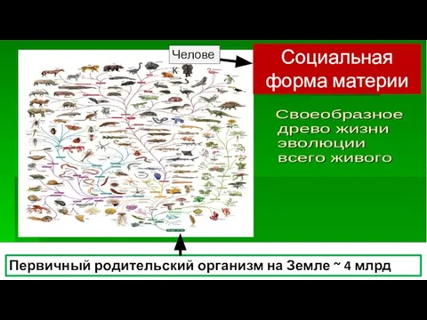 Первичный родительский организм на Земле ~ 4 млрд лет назад Социальная форма материи Человек