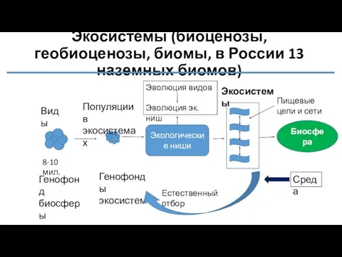 Экосистемы (биоценозы, геобиоценозы, биомы, в России 13 наземных биомов) Виды 8-10 мил.