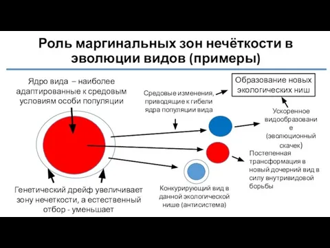 Роль маргинальных зон нечёткости в эволюции видов (примеры) Ядро вида – наиболее