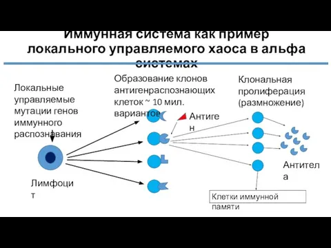 Иммунная система как пример локального управляемого хаоса в альфа системах Лимфоцит Локальные