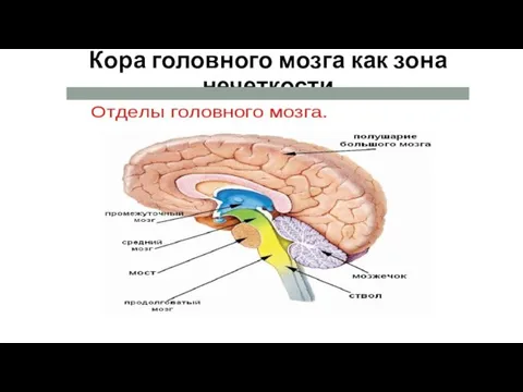 Кора головного мозга как зона нечеткости