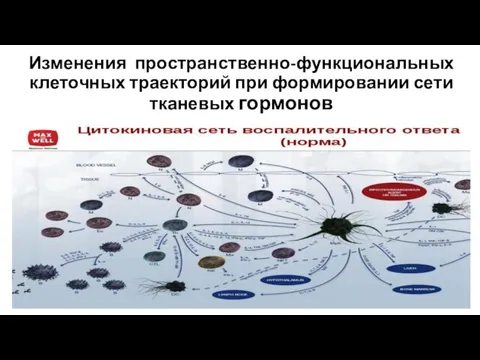 Изменения пространственно-функциональных клеточных траекторий при формировании сети тканевых гормонов