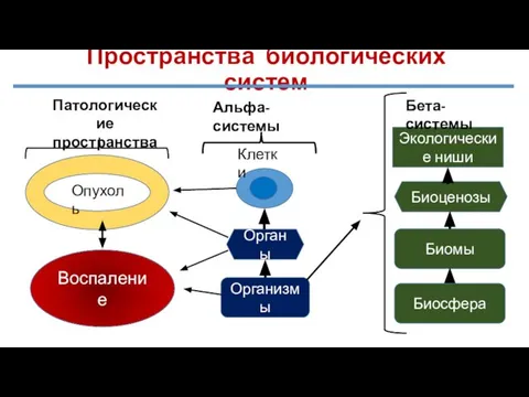 Пространства биологических систем Организмы Органы Клетки Биомы Биоценозы Экологические ниши Биосфера Патологические