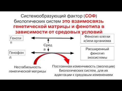 Системообразующий фактор (СОФ) биологических систем это взаимосвязь генетической матрицы и фенотипа в