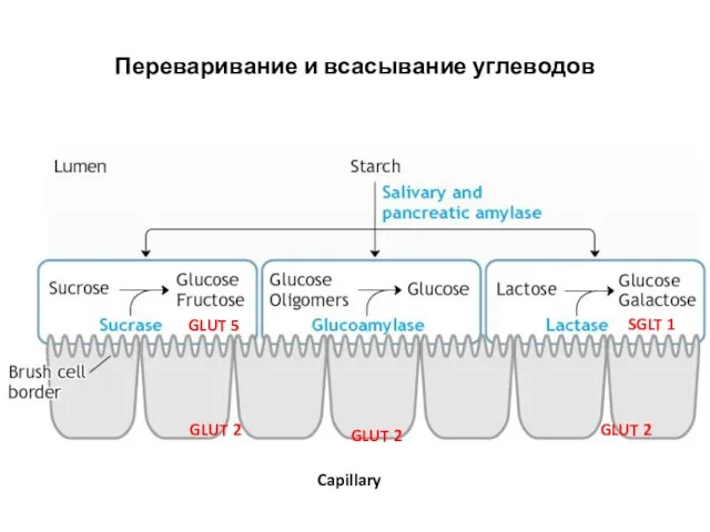 Переваривание и всасывание углеводов SGLT 1 GLUT 5 GLUT 2 GLUT 2 GLUT 2 Capillary