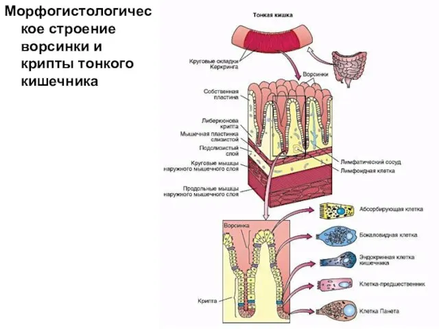 Морфогистологическое строение ворсинки и крипты тонкого кишечника