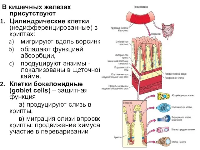 В кишечных железах присутствуют Цилиндрические клетки (недифференцированные) в криптах: мигрируют вдоль ворсинки,
