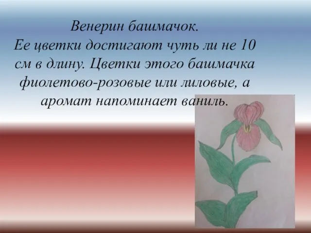 Венерин башмачок. Ее цветки достигают чуть ли не 10 см в длину.