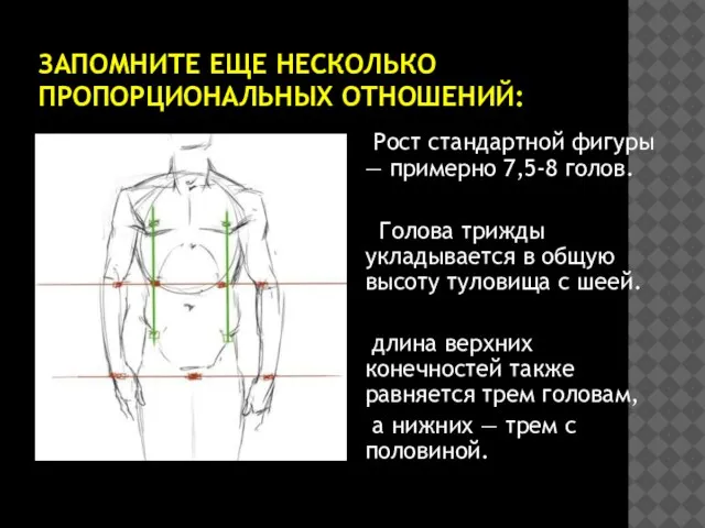 ЗАПОМНИТЕ ЕЩЕ НЕСКОЛЬКО ПРОПОРЦИОНАЛЬНЫХ ОТНОШЕНИЙ: Рост стандартной фигуры — примерно 7,5-8 голов.