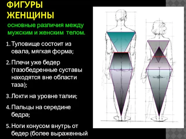 ОСОБЕННОСТИ ФИГУРЫ ЖЕНЩИНЫ основные различия между мужским и женским телом. Туловище состоит