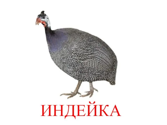 ИНДЕЙКА