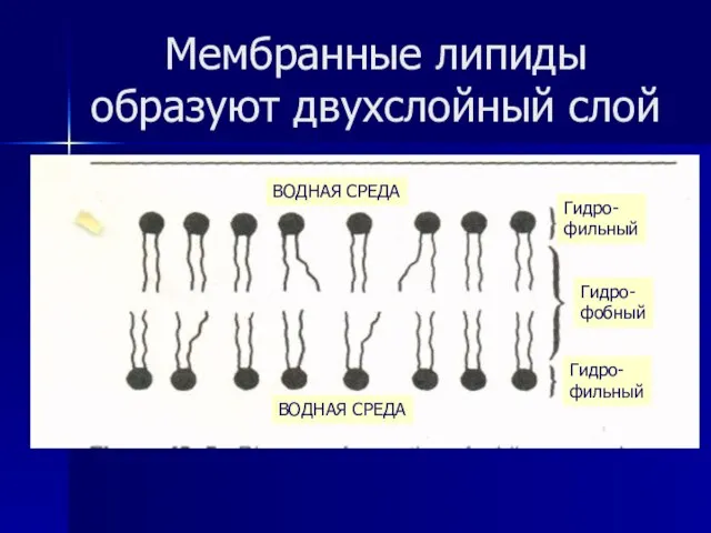 Мембранные липиды образуют двухслойный слой ВОДНАЯ СРЕДА ВОДНАЯ СРЕДА Гидро- фильный Гидро- фильный Гидро- фобный