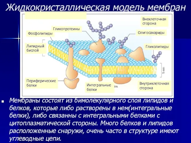 Жидкокристаллическая модель мембран Мембраны состоят из бимолекулярного слоя липидов и белков, которые