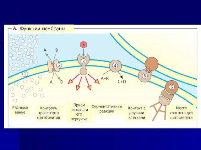 Функции мембраны Размеже вание Контроль транспорта метаболитов Прием сигнала и его передача