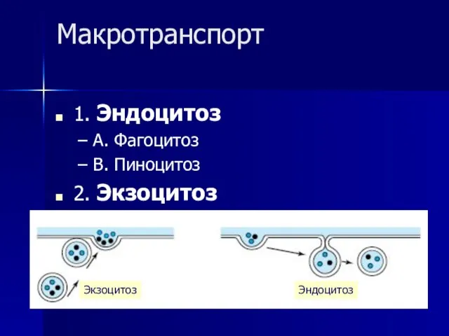 Макротранспорт 1. Эндоцитоз A. Фагоцитоз B. Пиноцитоз 2. Экзоцитоз Экзоцитоз Эндоцитоз