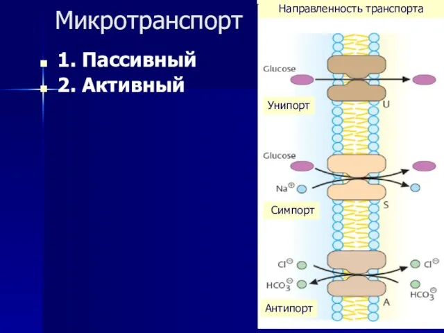 Микротранспорт 1. Пассивный 2. Активный Направленность транспорта Унипорт Антипорт Симпорт