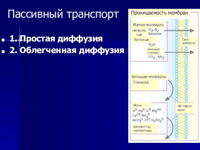 Пассивный транспорт 1. Простая диффузия 2. Облегченная диффузия Проницаемость мембран Своб. диффузия