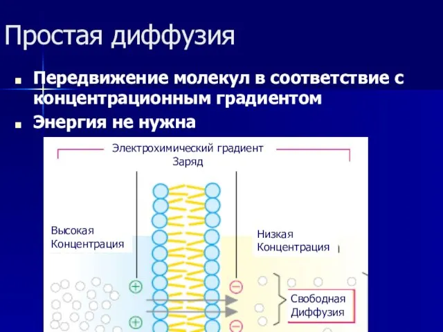 Простая диффузия Передвижение молекул в соответствие с концентрационным градиентом Энергия не нужна